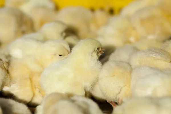 Young fledglings — Stock Photo, Image