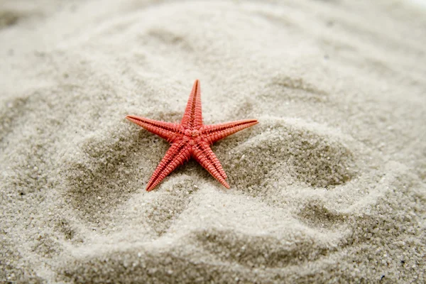 Estrella roja del mar en la arena —  Fotos de Stock