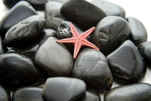 Sea star — Stock Photo, Image