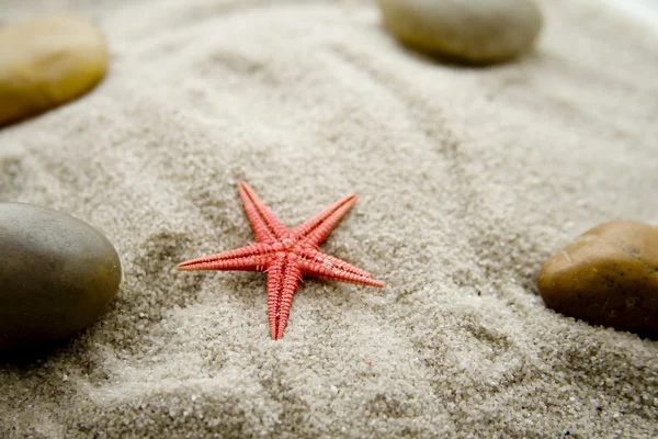 Sea star in the sand — Stock Photo, Image