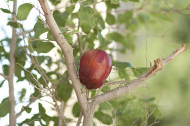 Ağaçtaki kırmızı elma