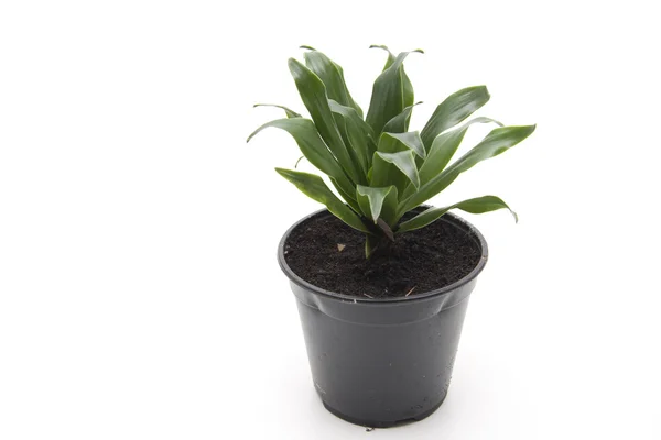 Planta verde no vaso de plantas — Fotografia de Stock