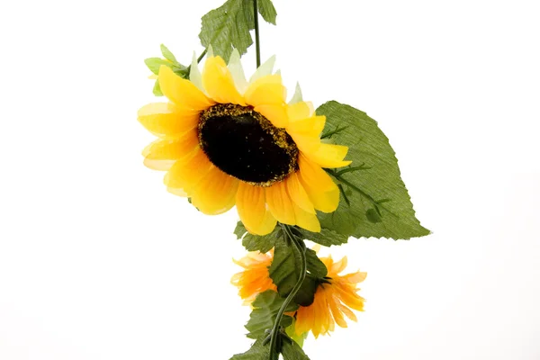 Girasole con annaffiatoio — Foto Stock