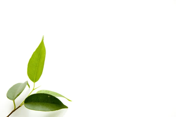 Leaves of green plant