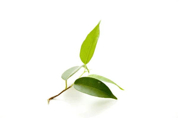 Leaves of green plant — Stock Photo, Image