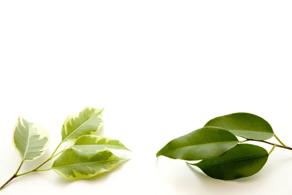 Plant leaves — Stock Photo, Image