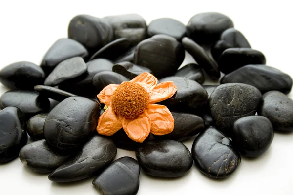 Stones with flower blossom — Stock Photo, Image