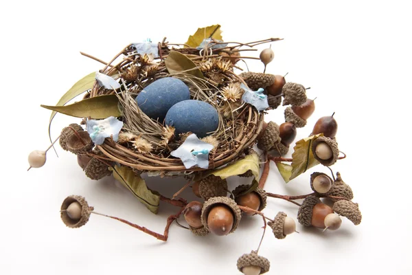Птичье гнездо с яйцами и желудями — стоковое фото