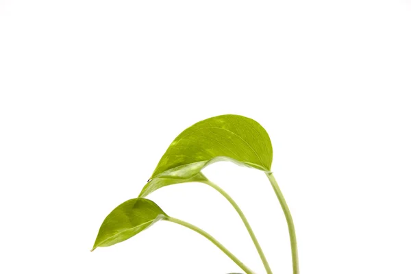 Green plant leaves — Stock Photo, Image