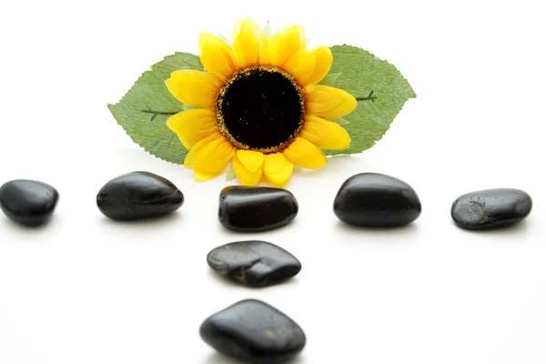 Pierres noires avec tournesol — Photo