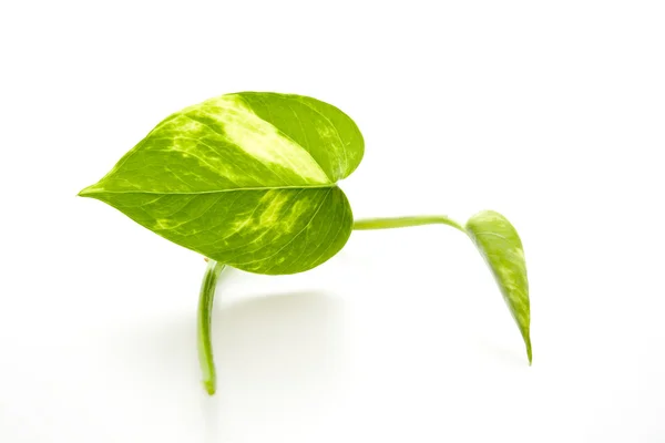 Зелена рослина листя — стокове фото
