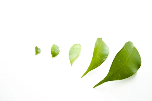 Зеленые листья растений — стоковое фото