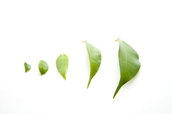 Green plant leaves — Stock Photo, Image