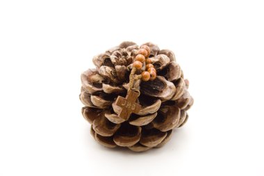 çam ağacı çam prizler