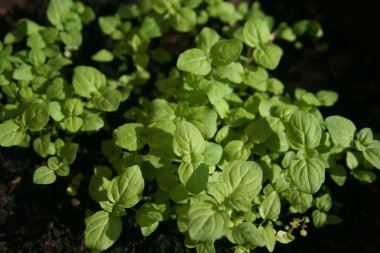 taze fesleğen otlar