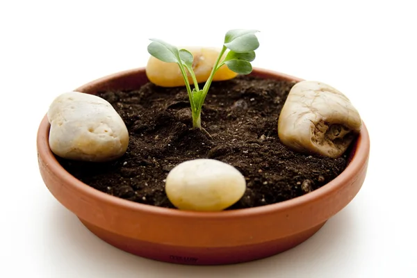 Young radish plant in earth — Stock Photo, Image
