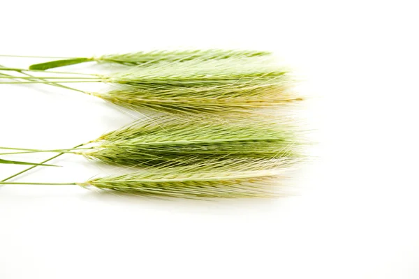 Orelha de trigo fresco — Fotografia de Stock