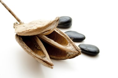 taşlar ile kuru çiçek