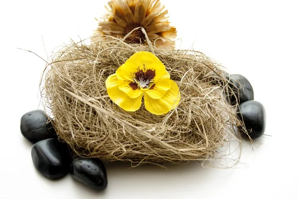 Flower blossom in the hay nest — Stock Photo, Image