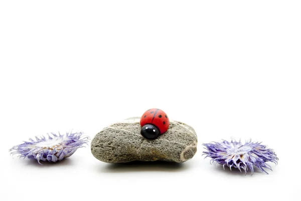 Дерев'яний жук на камені — стокове фото