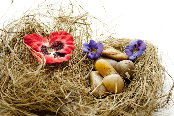 Flower blossom in the hay nest — Stock Photo, Image