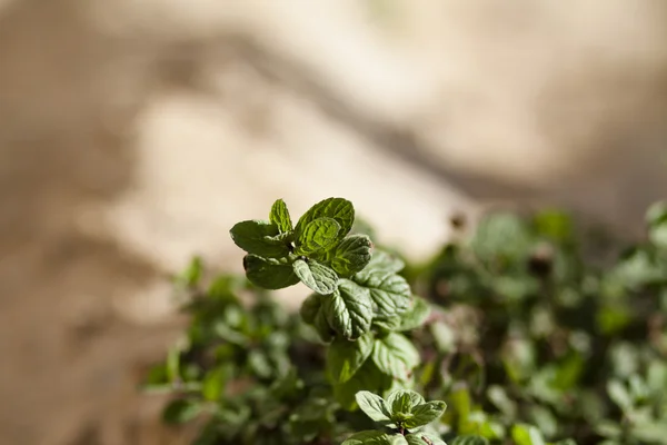 Pianta menta piperita — Foto Stock