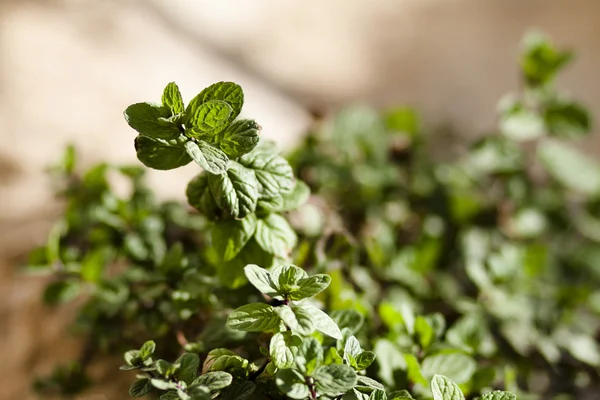 Pianta menta piperita — Foto Stock