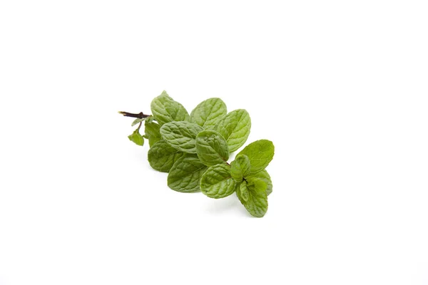 Peppermint branch — Stock Photo, Image