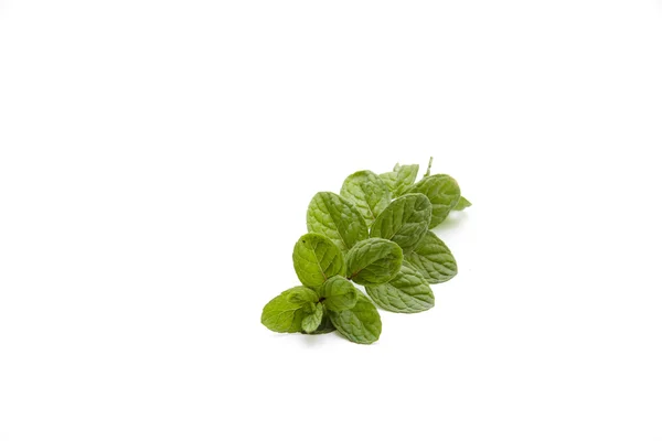 Peppermint branch — Stock Photo, Image