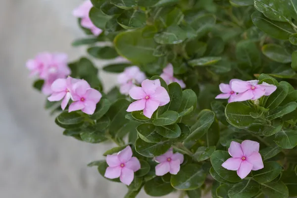 Pequeñas rosas arbustivas — Foto de Stock