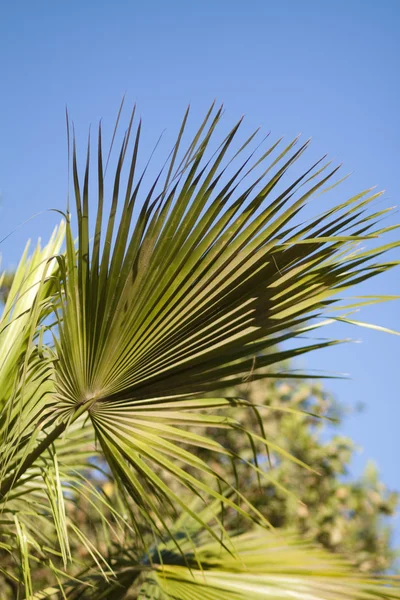 Palme — Stockfoto