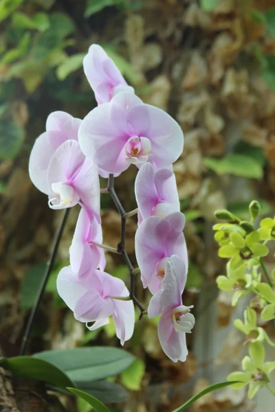 Orchids — Stock Photo, Image