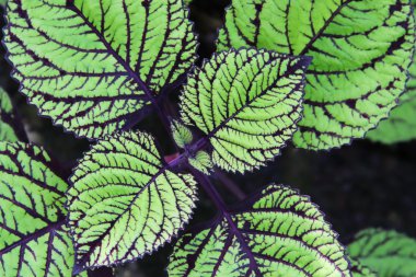 Coleus