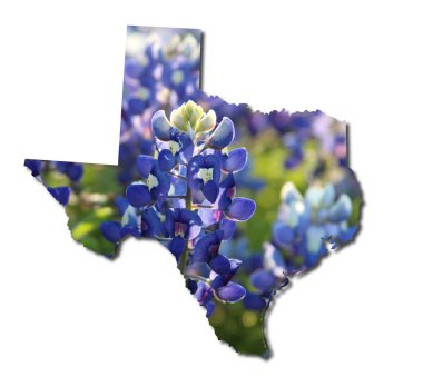 Texas Bluebonnetleri