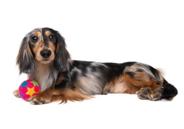 Dapple Uzun Saçlı Dachshund topla oynuyor. Stüdyo çekimi
