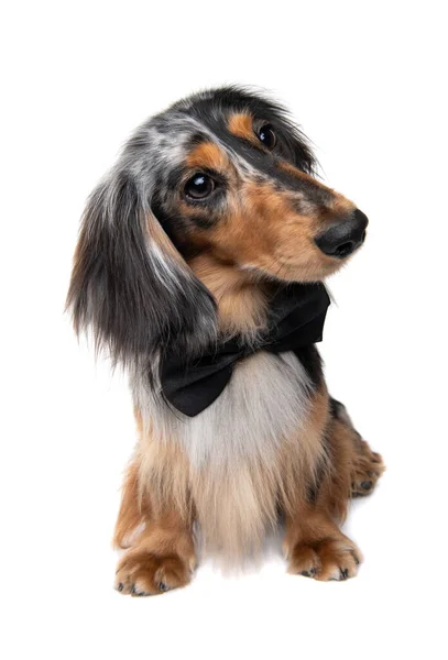 Dapple Long Haired Dachshund Studio Shot — Fotografia de Stock