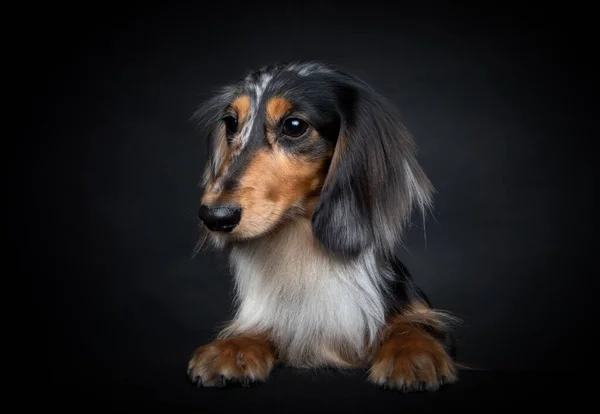 Dapple Long Haired Dachshund Studio Shot — Fotografia de Stock