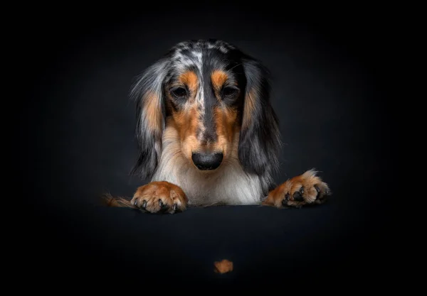 Dapple Long Haired Dachshund Studio Shot — стоковое фото