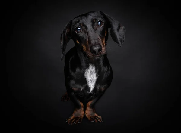 Black Dachshund Dog Portrait Black Background — Fotografia de Stock