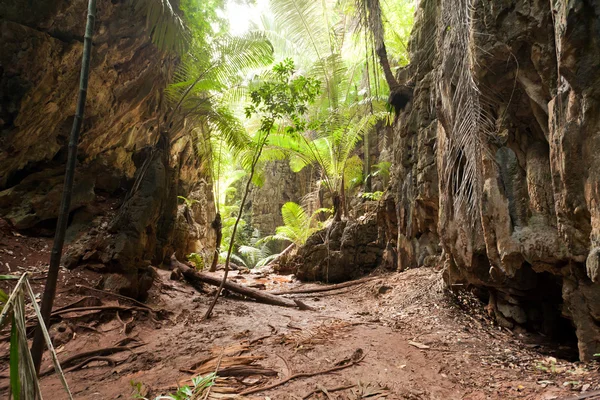Tropikal orman manzarası — Stok fotoğraf