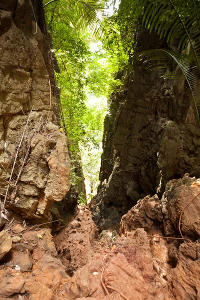 Paisagem tropical da selva — Fotografia de Stock