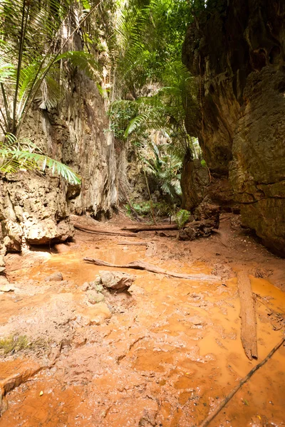 Tropische jungle landschap — Stockfoto