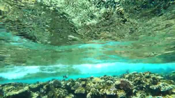 Imágenes de video de 4k del arrecife de coral en el Mar Rojo en Egipto — Vídeo de stock