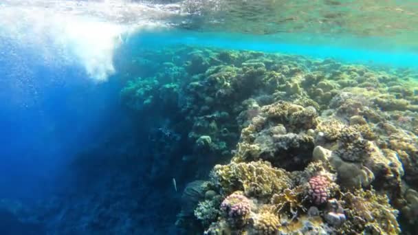 4k Videomaterial von Korallenriffen am Roten Meer in Ägypten — Stockvideo