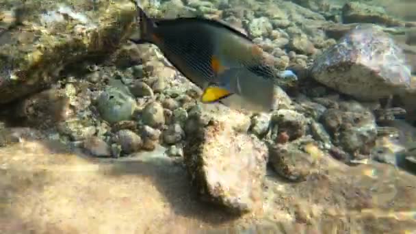 4k vídeo de uma caça aos peixes por um cirurgião no Mar Vermelho, Egito. — Vídeo de Stock
