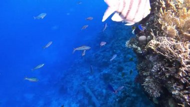 Su altı dünyasının güzel pembe mercanlar ve egzotik balıklarla çekilmiş yavaş çekim HD videosu. Kızıl deniz. Mısır
