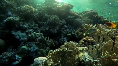 Su altı dünyasının güzel mercanlar ve egzotik balıklarla çekilmiş yavaş çekim HD videosu. Kızıl deniz. Mısır