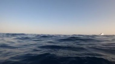 Sualtı kamerası, Mısır 'ın derinliklerine, Kızıl Deniz' e dalıyor. 4k video