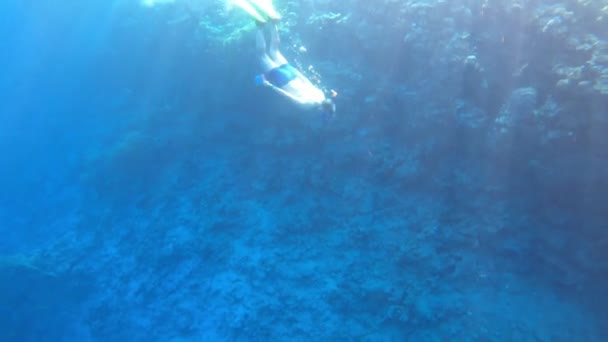 4k відео дайверів у Червоному морі (Єгипет). — стокове відео
