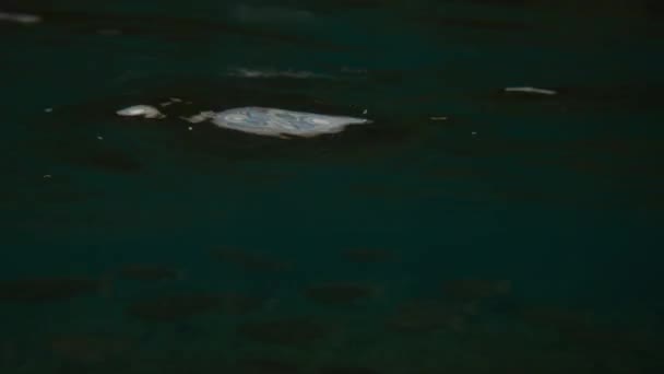 水中カメラは、水中に、エジプトの深さに、紅海に落下します。4kビデオ — ストック動画